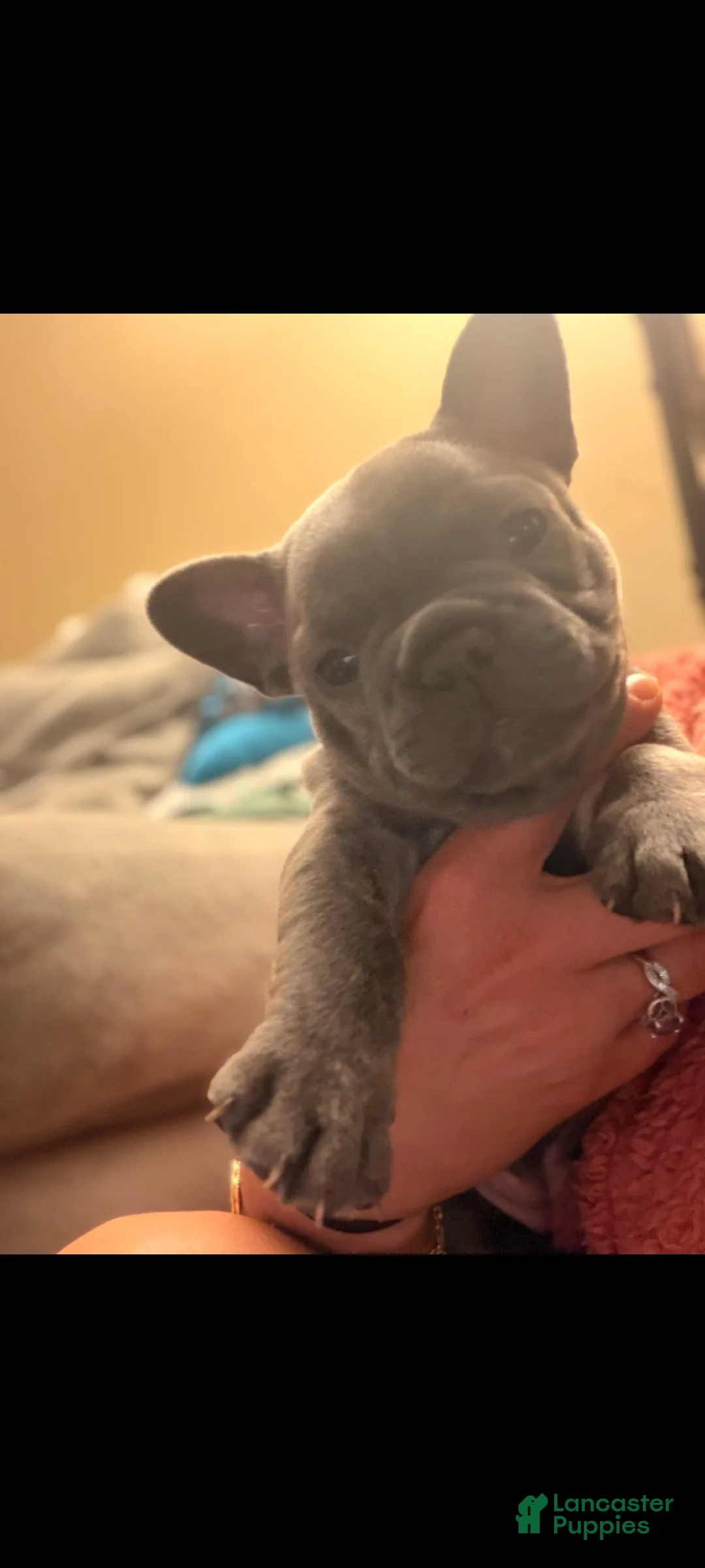 French Bulldog dogs for sale: Stormy - Ad 2