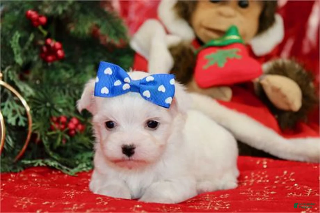 Maltese dogs for sale: Maltese Puppy 1 - Ad 3