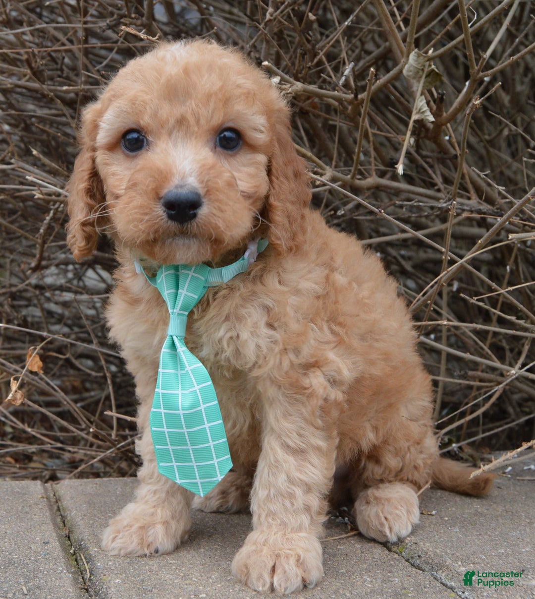 Irish Doodle dogs for sale: Mini Izzy - Ad 1