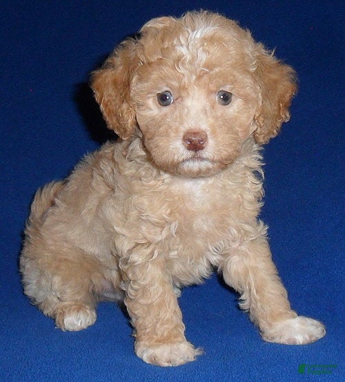 Shihpoo dogs Baxter - Ad 2