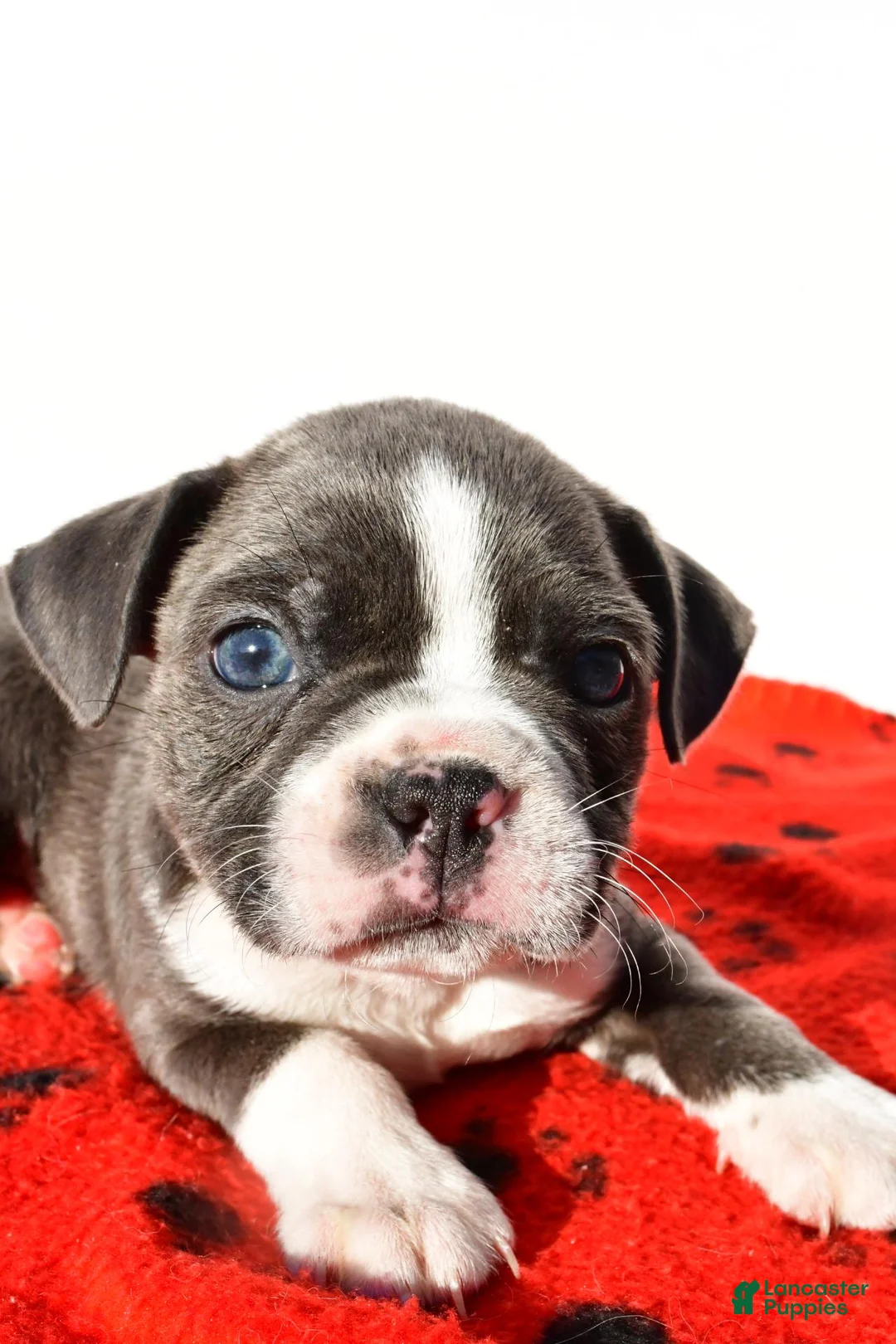 Boston Terrier dogs for sale: Shawn - Ad 7