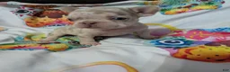 French Bulldog dogs for sale: New shade Isabella Merle  - Ad 3