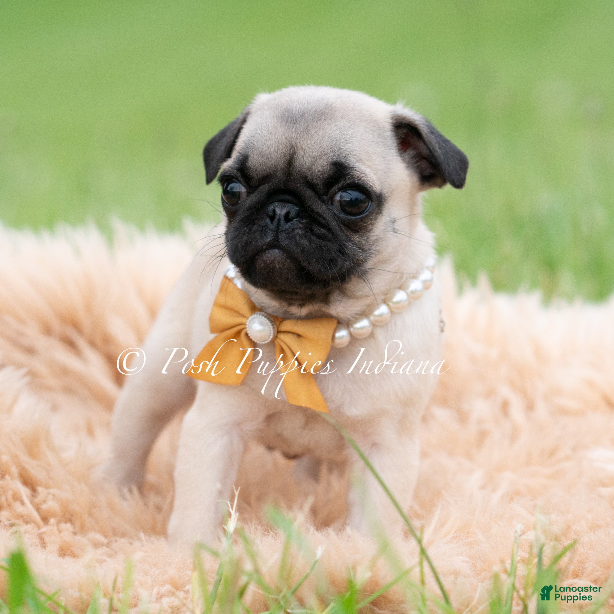 Pug dogs for sale: Bolt Akc - Ad 2