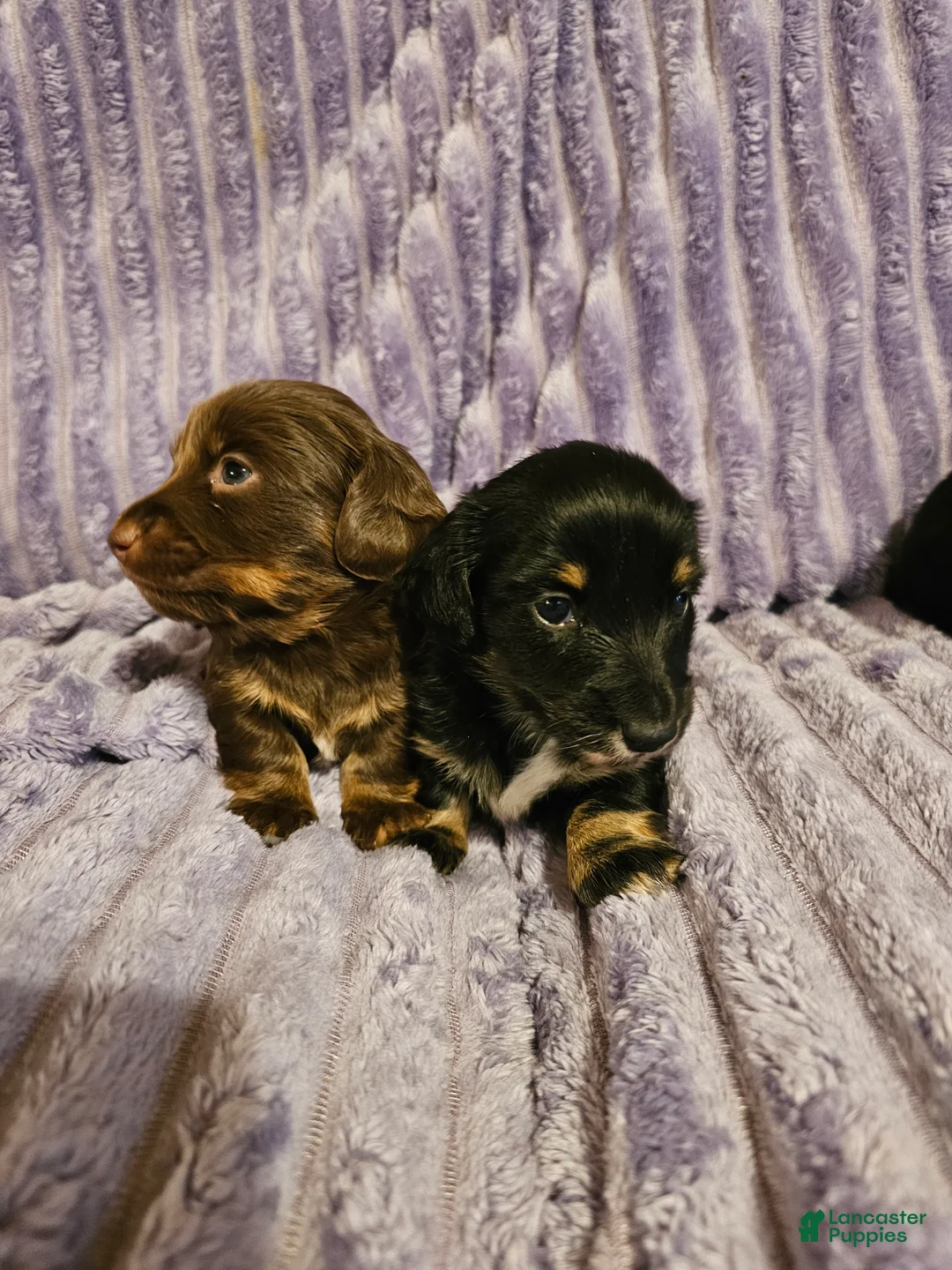 Miniature Dachshund dogs for sale: Milo - Ad 2