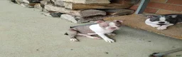Boston Terrier dogs for sale: Roland - Ad 6