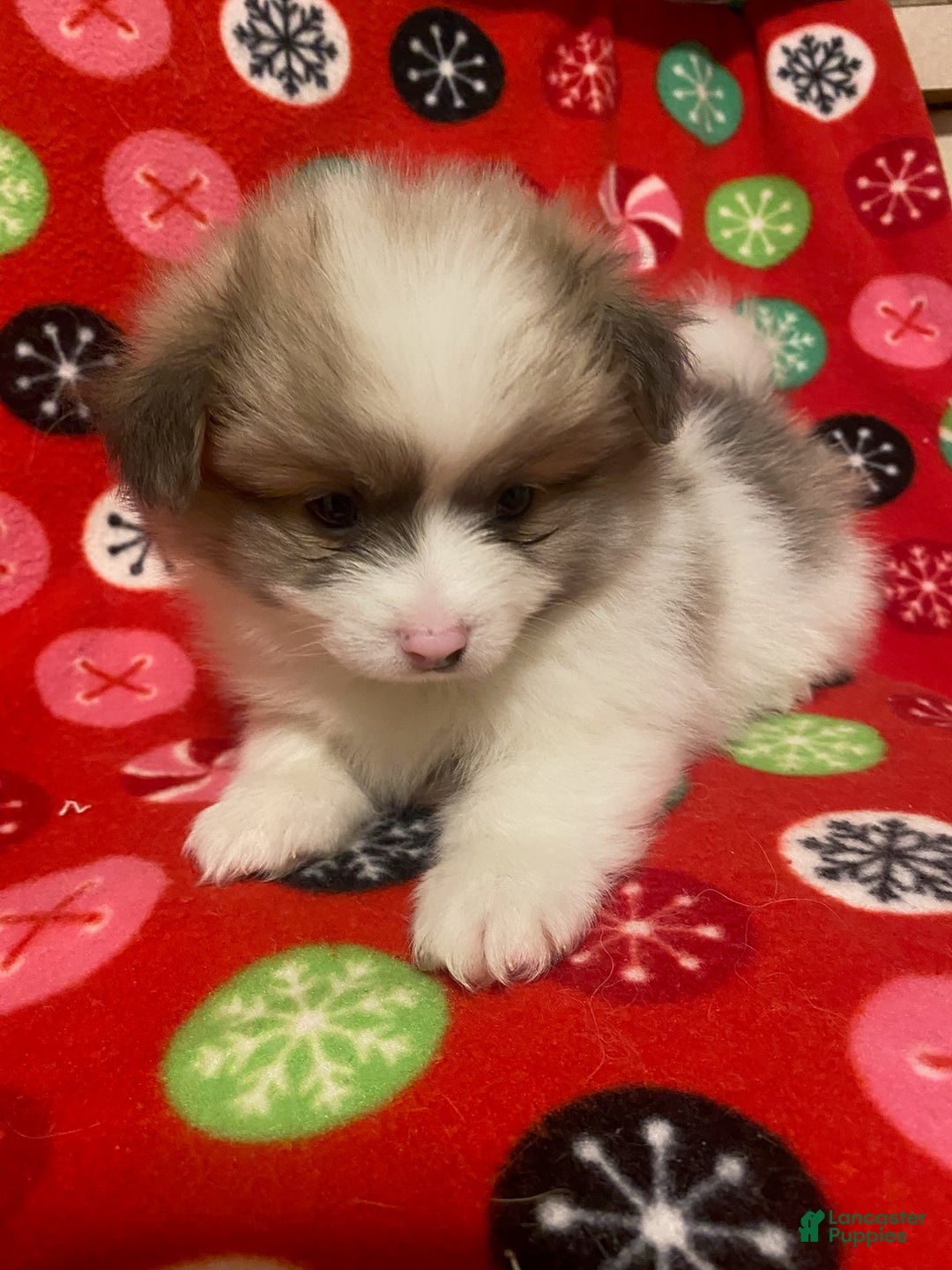 Pomeranian dogs for sale: Pomeranian Puppy Sparky - Ad 1