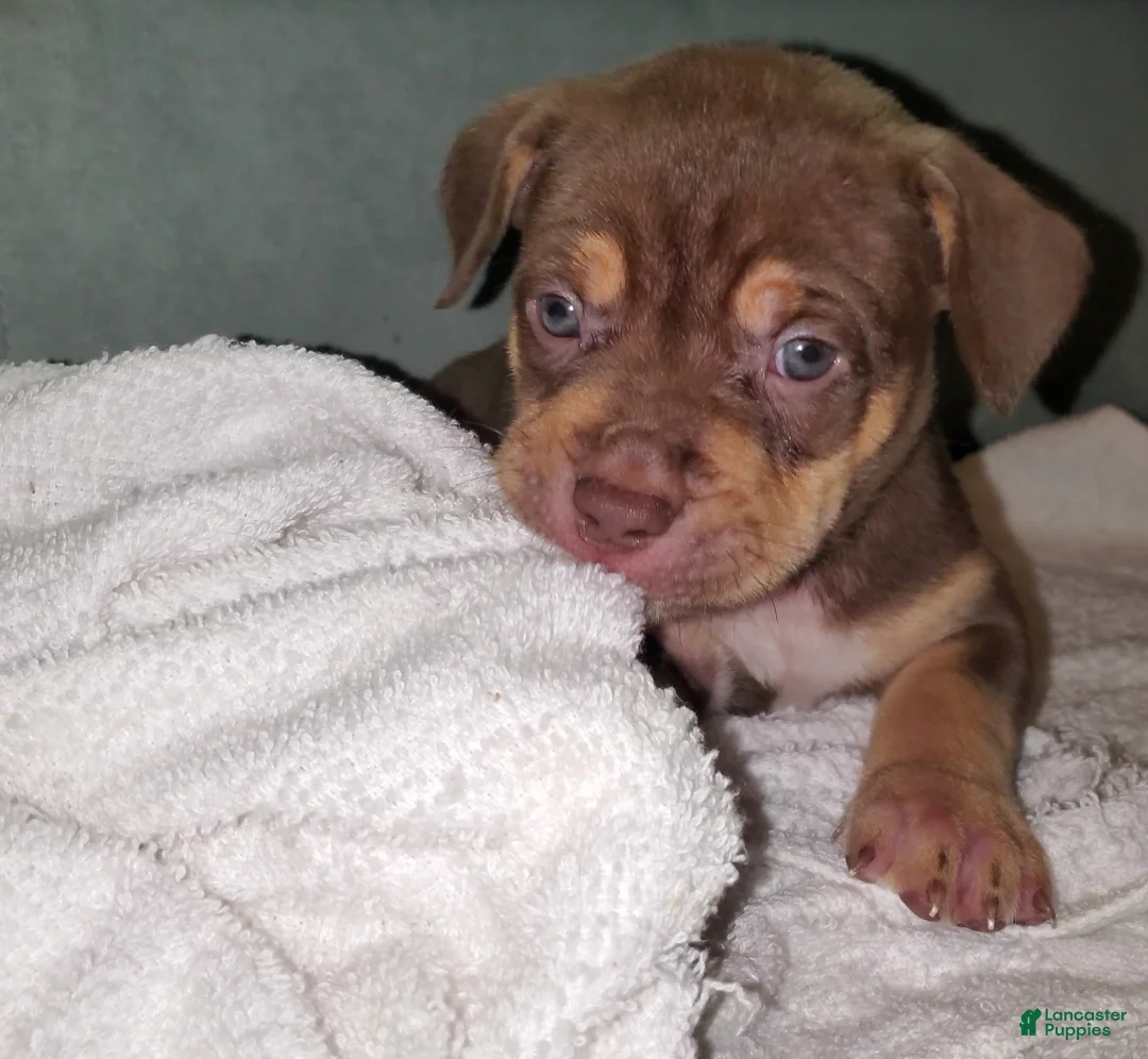 American Bully dogs for sale: PINK - Ad 1
