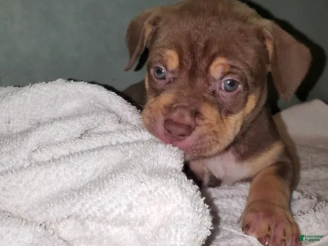 American Bully dogs for sale: PINK - Ad 1