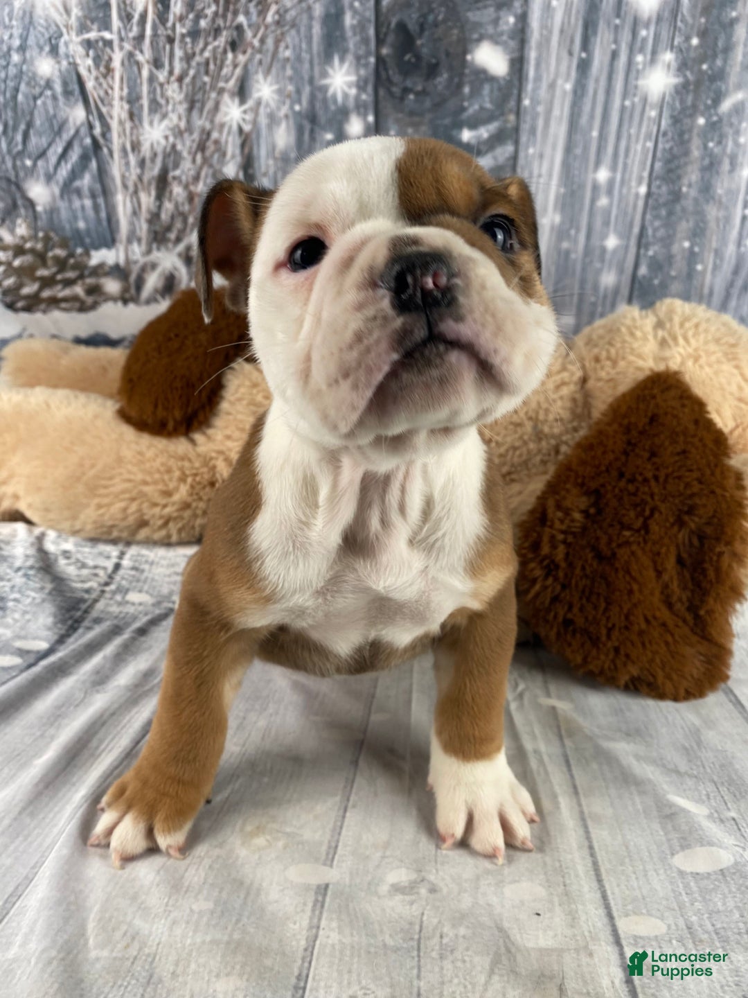 English Bulldog dogs for sale: Nora - Ad 5