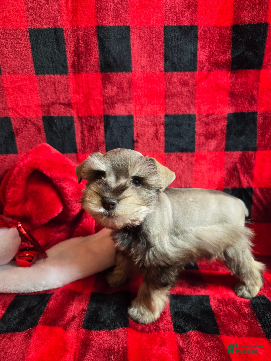 Miniature Schnauzer dogs for sale: Mary - Ad 5