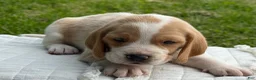 Beagle dogs for sale: Auggie - Ad 5