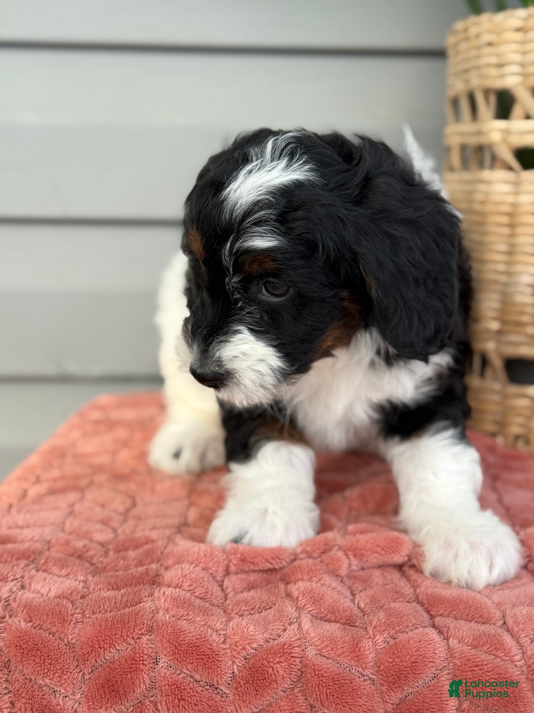 Mini Bernedoodle dogs for sale: Foxy - Ad 5