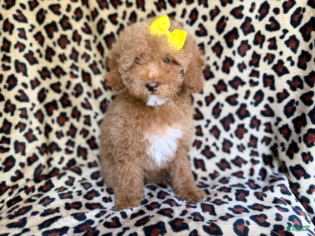 Cockapoo dogs for sale: Maya - Ad 2