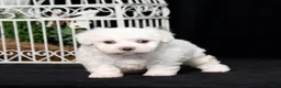 Bichon Frise dogs for sale: Ellie - Ad 4
