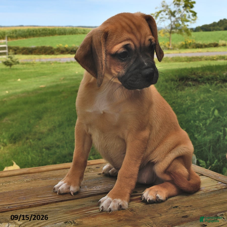 Puggle dogs Sadie - Ad 1