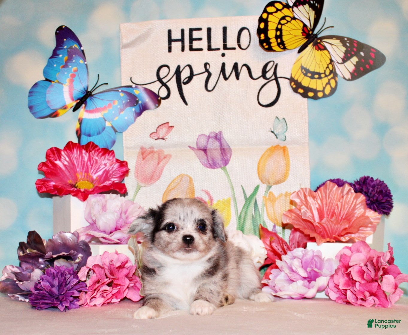 Chihuahua dogs Lebeau - Ad 1