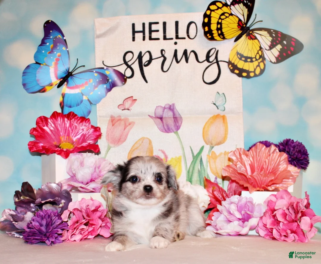 Chihuahua dogs for sale: Lebeau - Ad 1