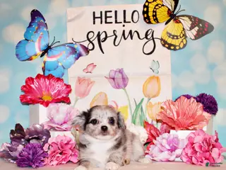 Chihuahua dogs for sale: Lebeau - Ad 4