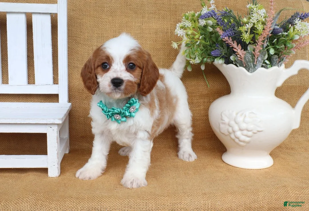 Cavapoo dogs for sale: Nicole - Ad 2