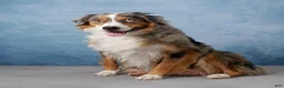 Australian Shepherd dogs for sale: Max - Ad 6