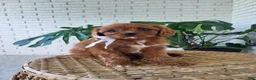 Cavapoo dogs for sale: Jade - Ad 5