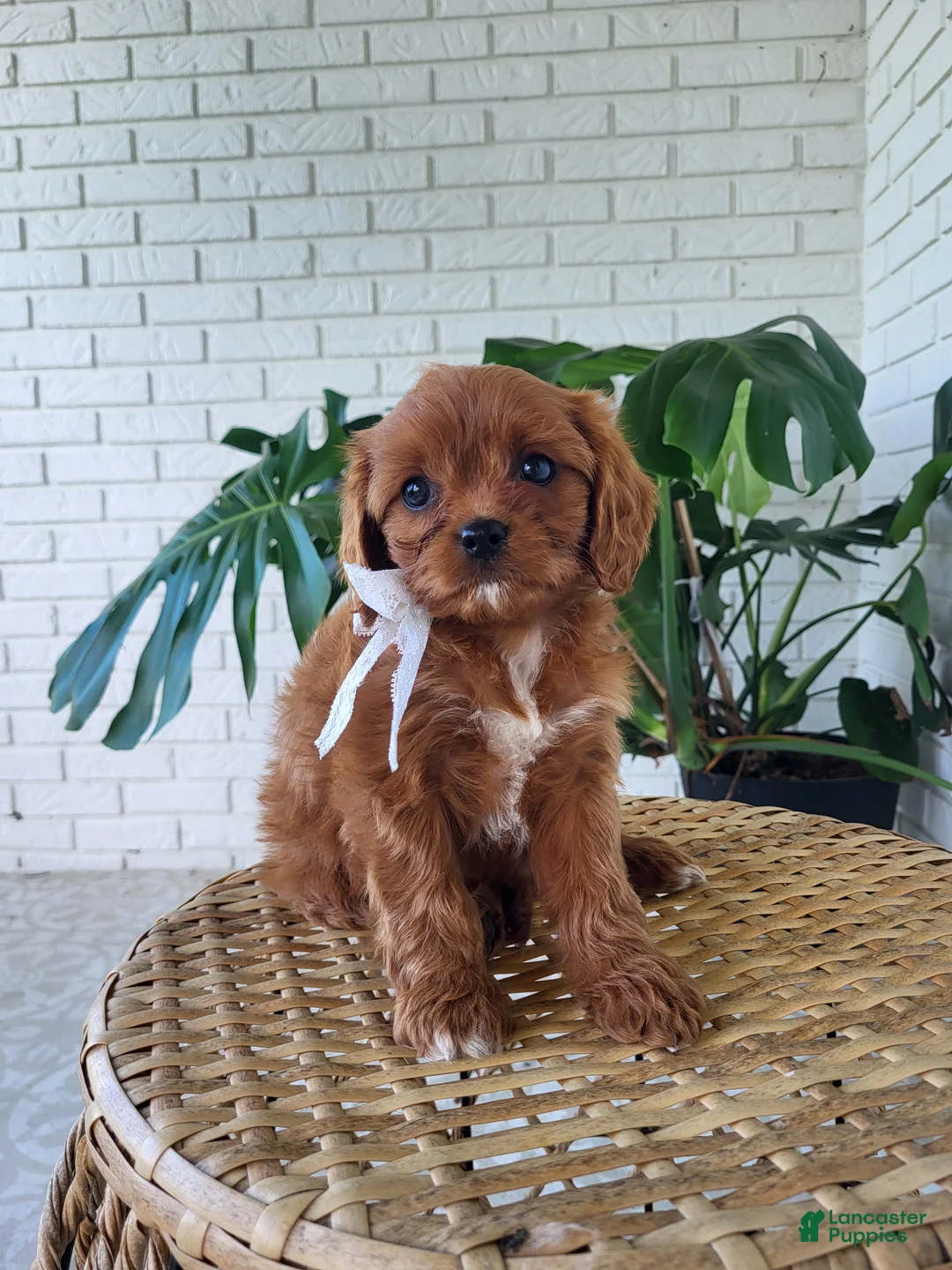 Cavapoo dogs for sale: Jade - Ad 5