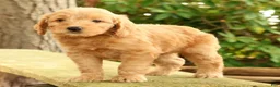 Mini Goldendoodle dogs for sale: Molly - Ad 5