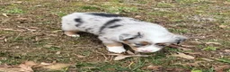 Australian Shepherd dogs for sale: Prince - Ad 4