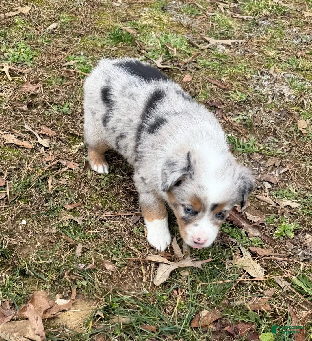 Australian Shepherd dogs for sale: Prince - Ad 4