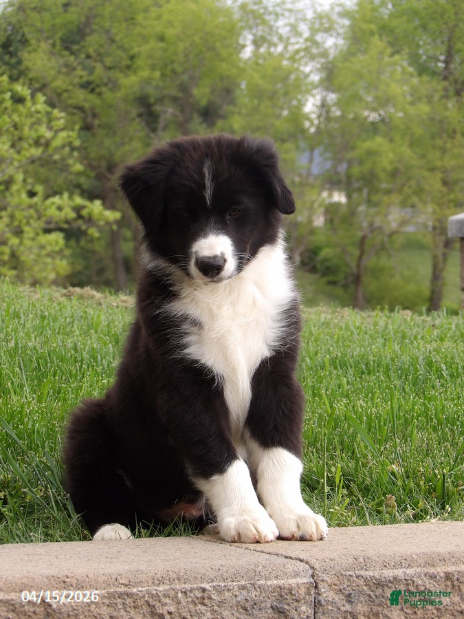Australian Shepherd dogs Banjo - Ad 1