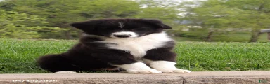 Banjo