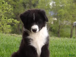Australian Shepherd dogs for sale: Banjo - Ad 1