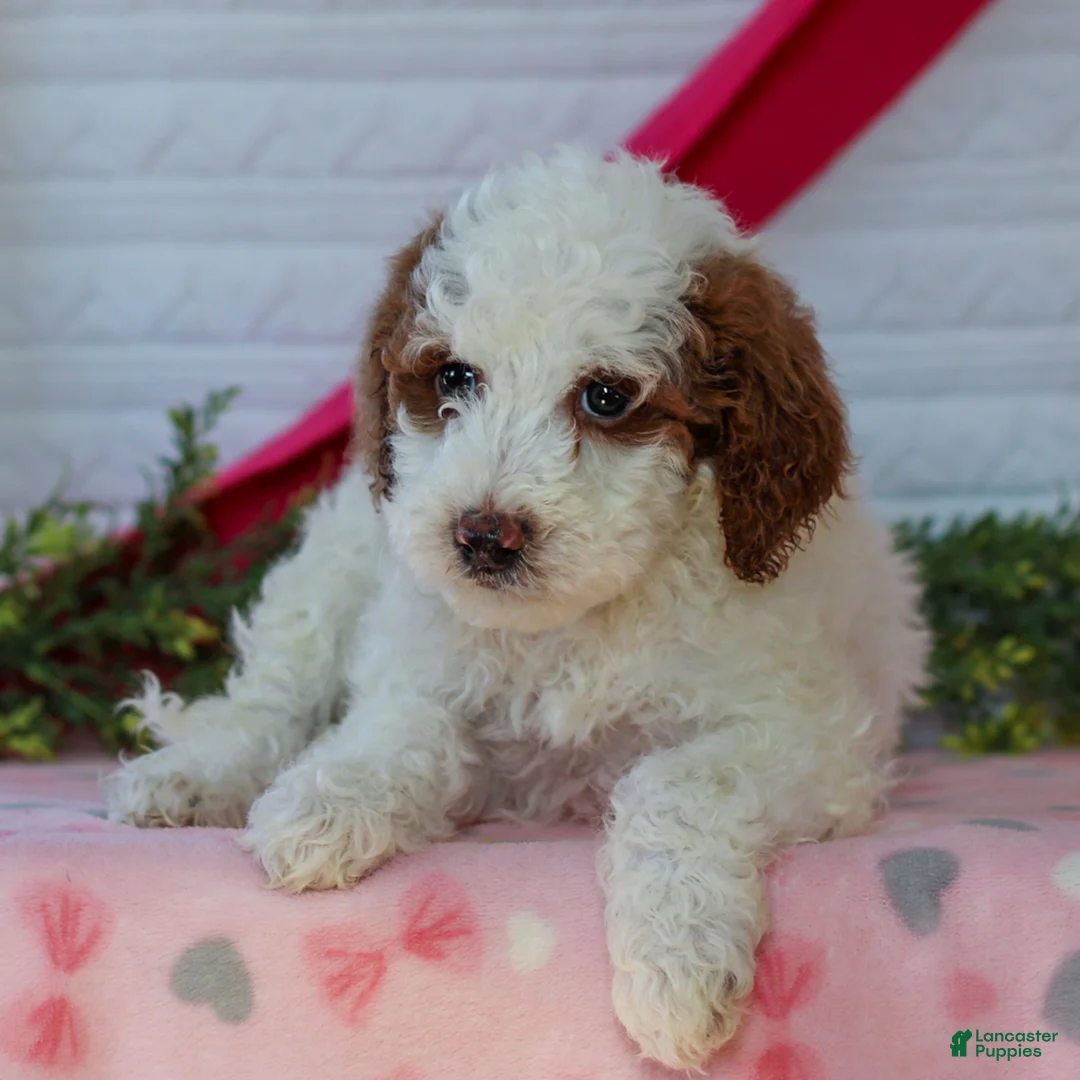 Mini Goldendoodle dogs for sale: Jellybean  - Ad 3