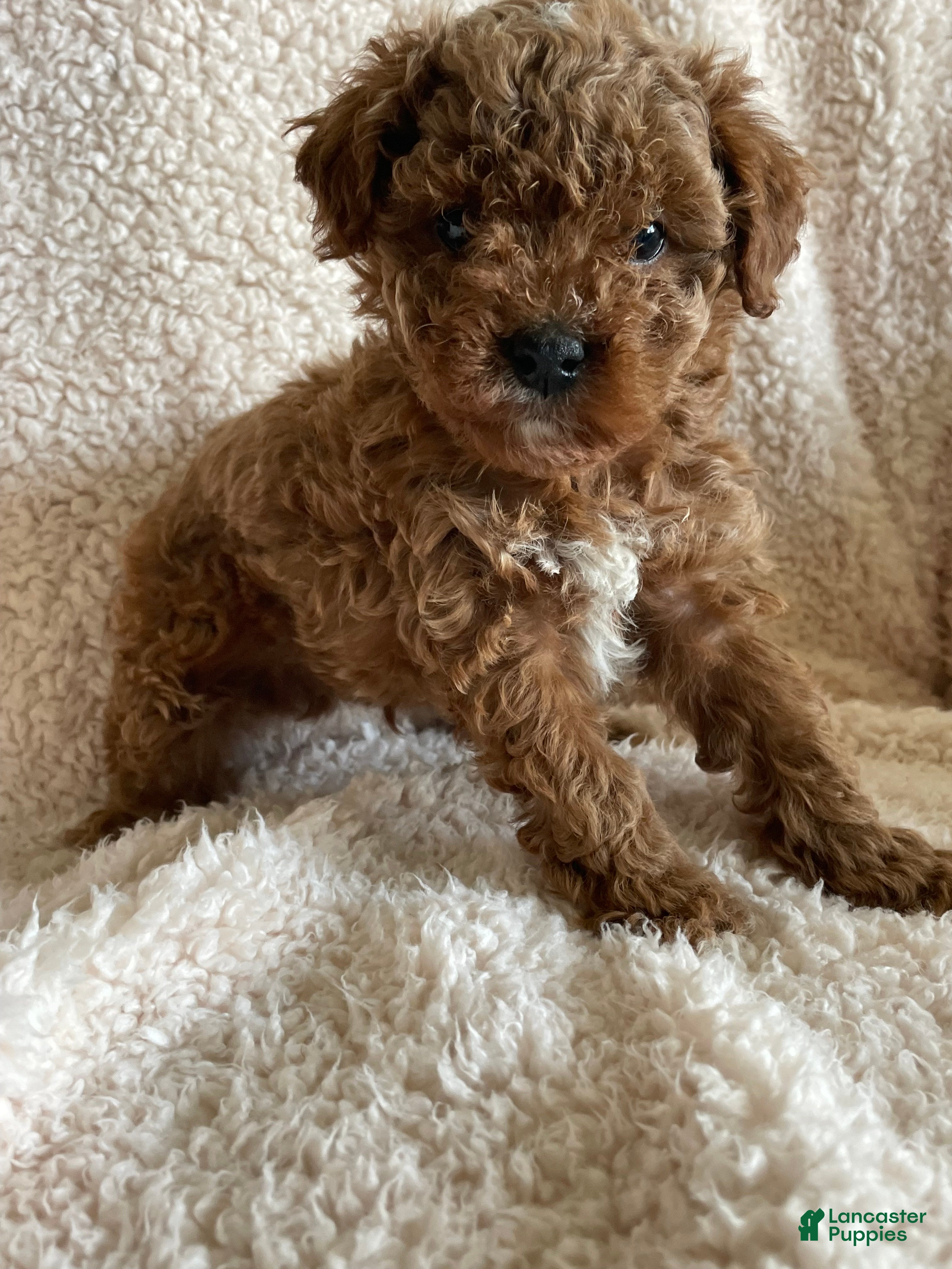 Mini Goldendoodle dogs Rusty - Ad 15