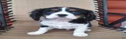 Cavalier King Charles Spaniel dogs for sale: Benji - Ad 3