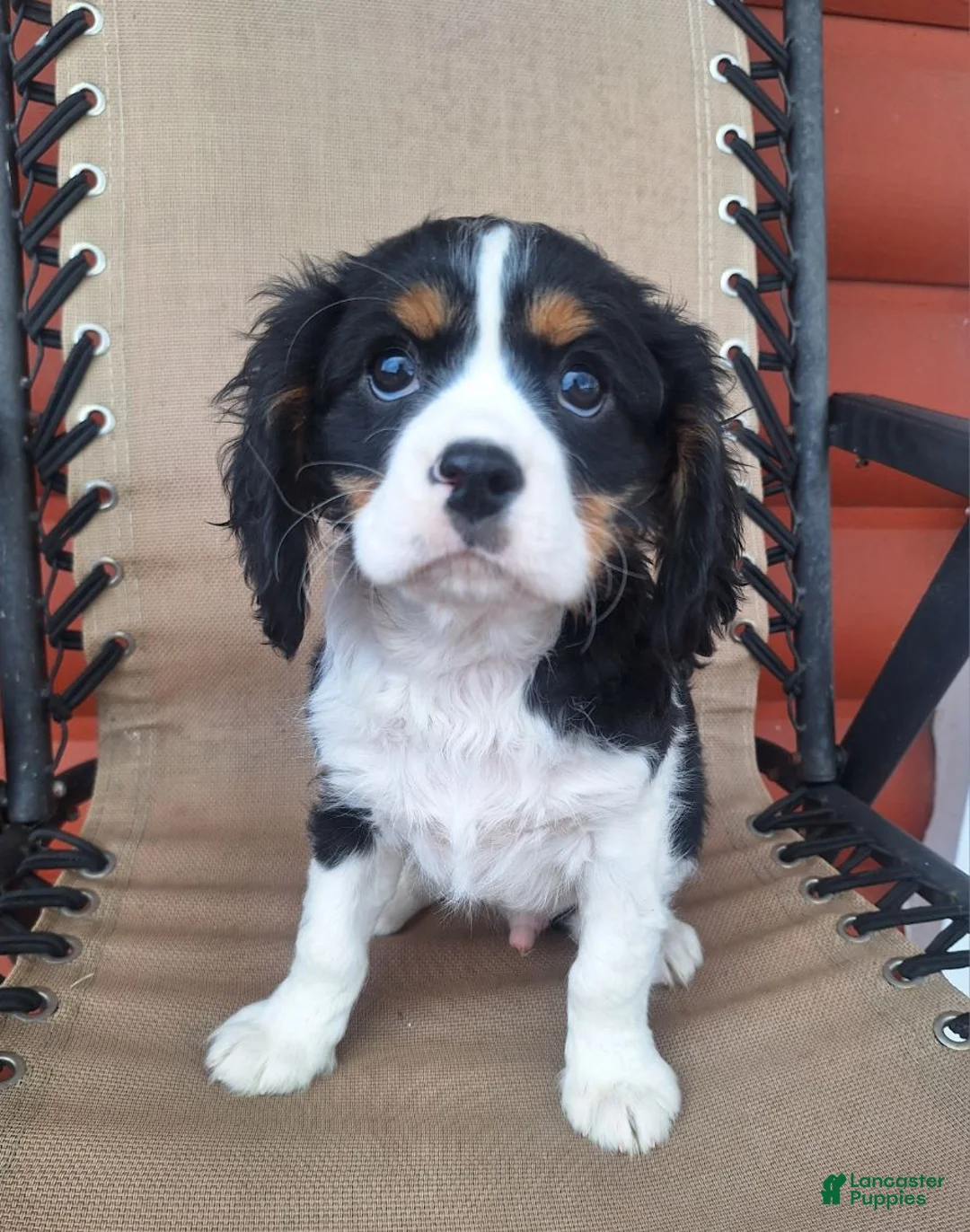 Cavalier King Charles Spaniel dogs for sale: Benji - Ad 3