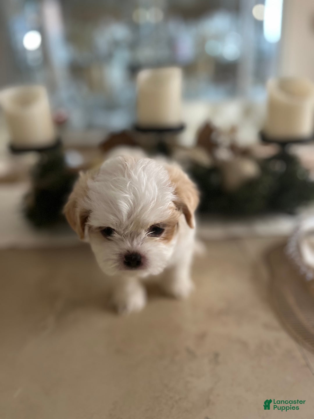 Shih Tzu dogs for sale: Rose - Ad 9