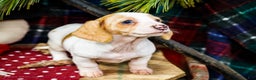 Miniature Dachshund dogs for sale: Sadie - Ad 10