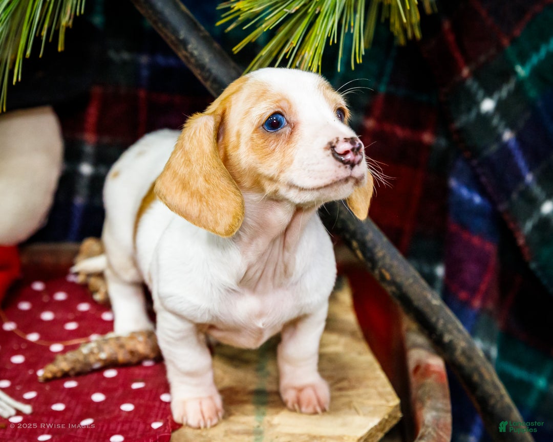 Miniature Dachshund dogs for sale: Sadie - Ad 10