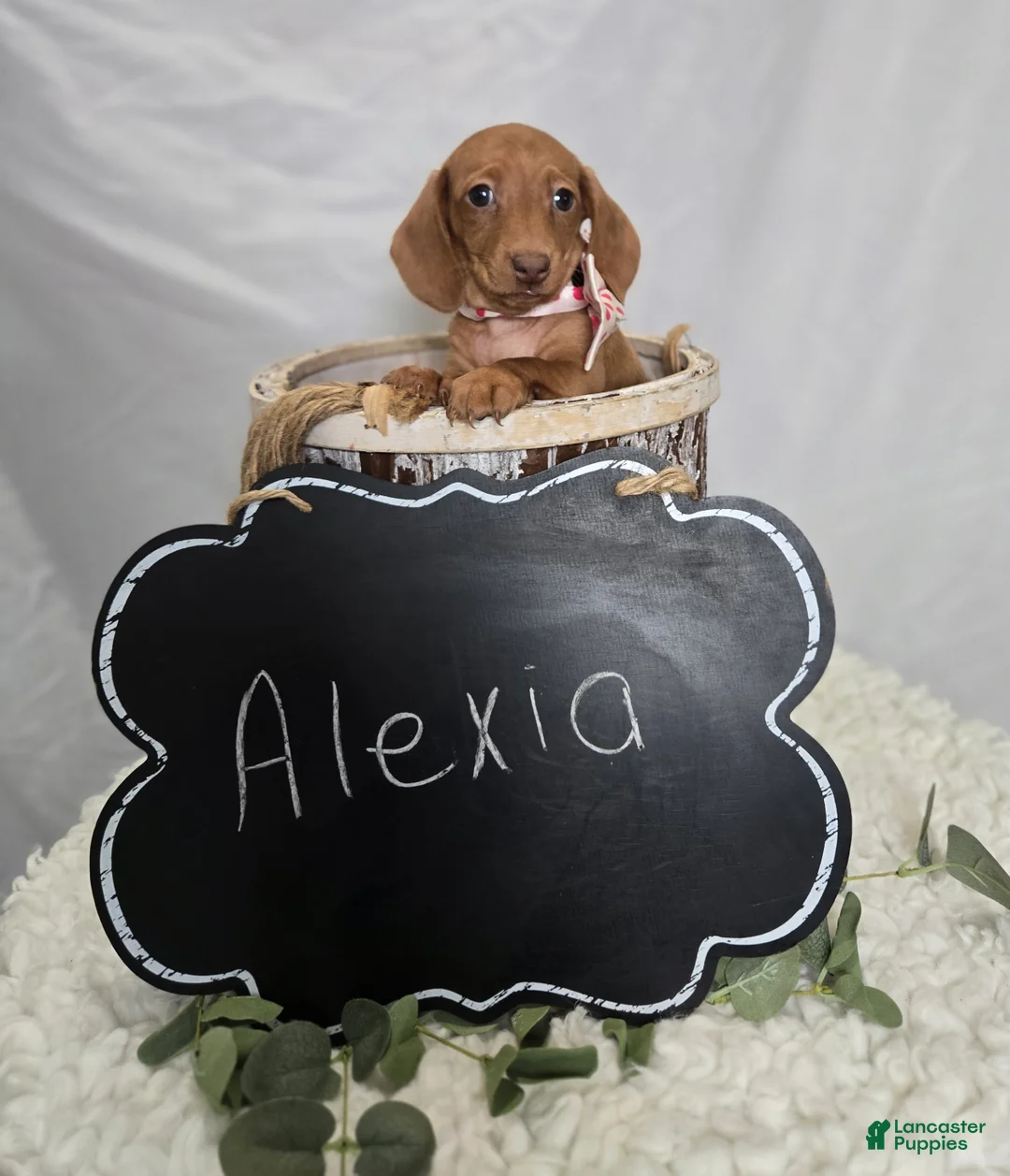 Miniature Dachshund dogs for sale: Alexia - Ad 4
