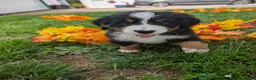 Bernese Mountain Dog dogs for sale: Winnie - Ad 2