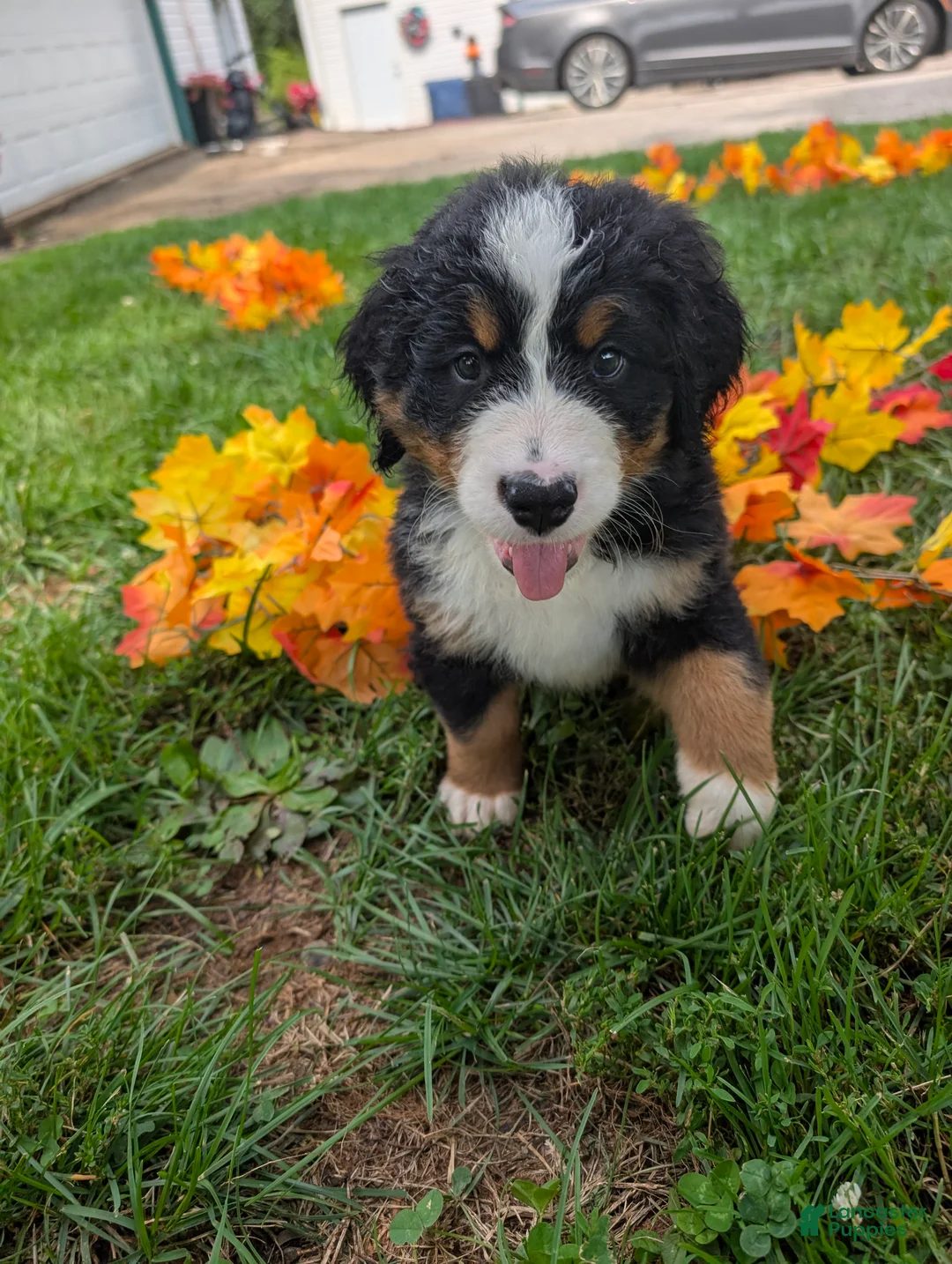 Bernese Mountain Dog dogs for sale: Winnie - Ad 2