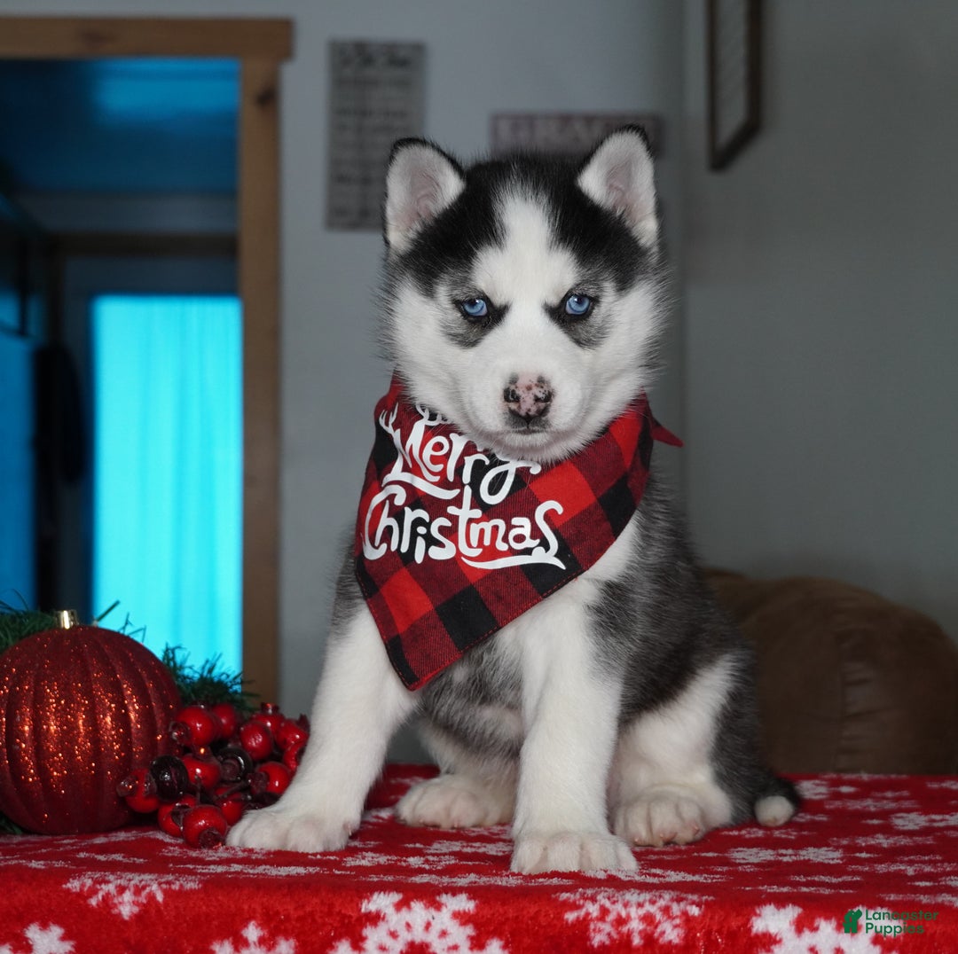 Siberian Husky dogs for sale: Luna - Ad 1