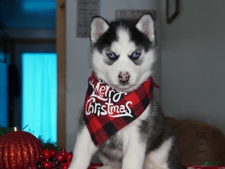 Siberian Husky dogs Luna - Ad 31