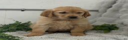 Golden Retriever dogs for sale: Rudolf - Ad 6