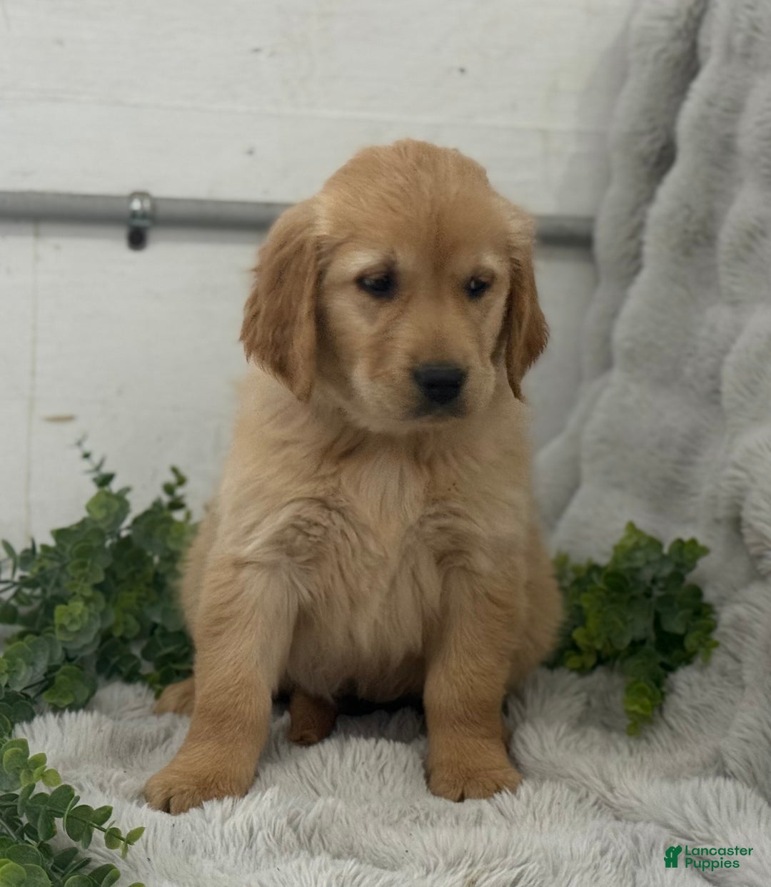 Golden Retriever dogs for sale: Rudolf - Ad 6