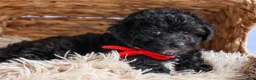Bichpoo dogs for sale: NOEL - Ad 3