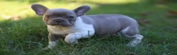 French Bulldog dogs for sale: Bruno - Ad 1