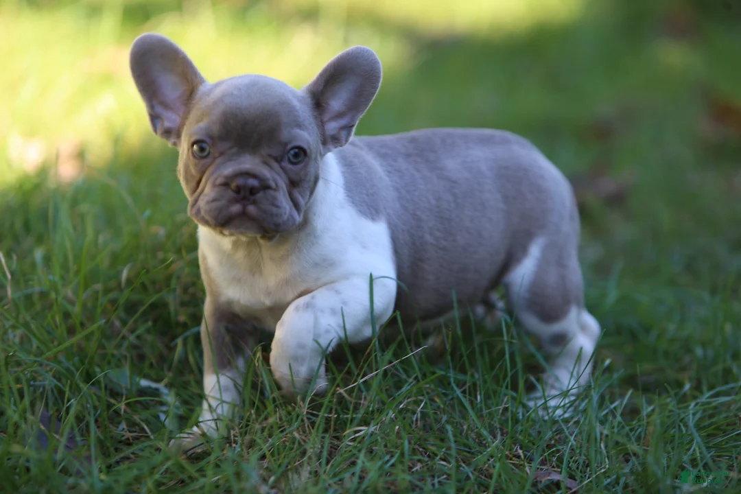 French Bulldog dogs for sale: Bruno - Ad 1