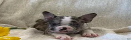 Frenchton dogs for sale: Carly - Ad 9
